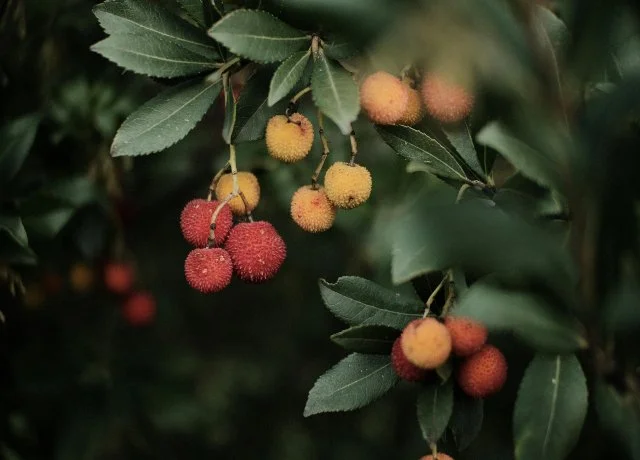 benefici corbezzolo